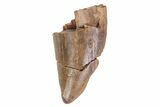 Bargain, Serrated Tyrannosaur Tooth - Montana #71576-1